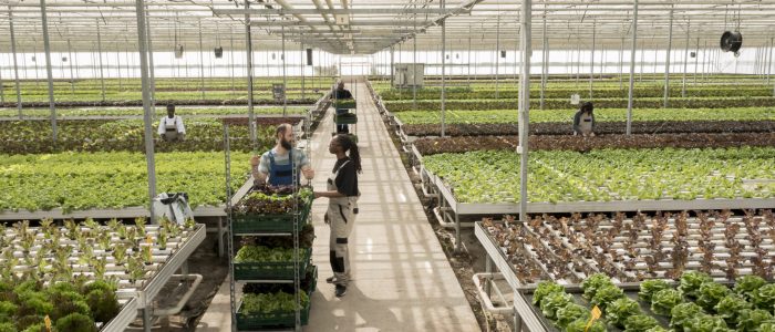 Interior of agricultural greenhouse with leafy greens herbicide free crops in fertilized soil rows. Sustainable regenerative regional horticulture in certified organic eco friendly farm